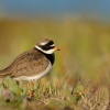 Kulik pisecny - Charadrius hiaticula - Common Ringed Plover 8558